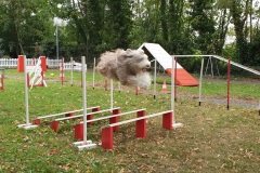 cours-agility-centre-canin-CEPC