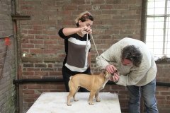 cours de préparation-exposition-canine